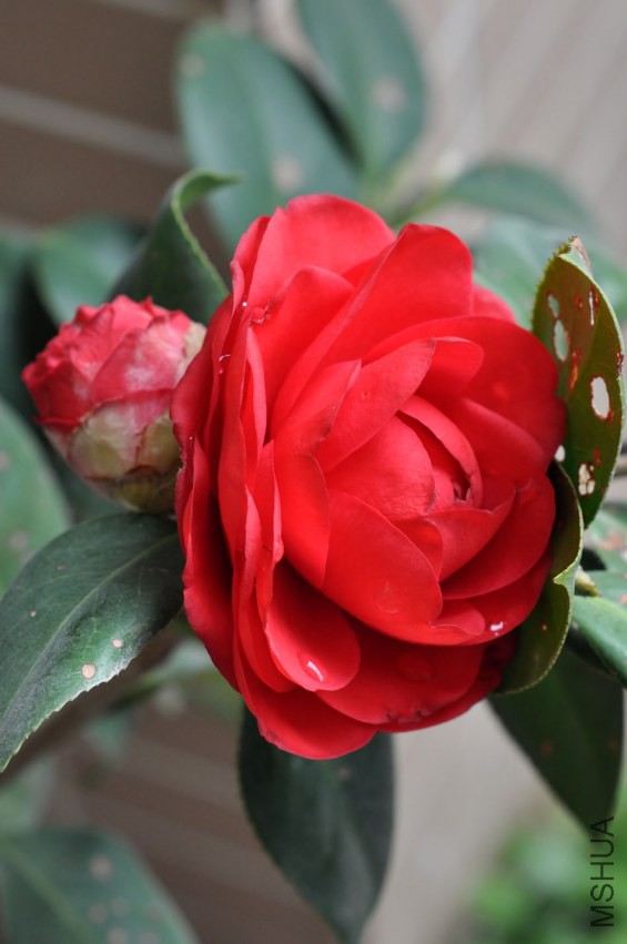 DSC_0251.JPG