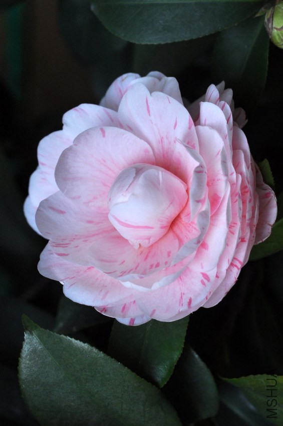 DSC_0273.JPG