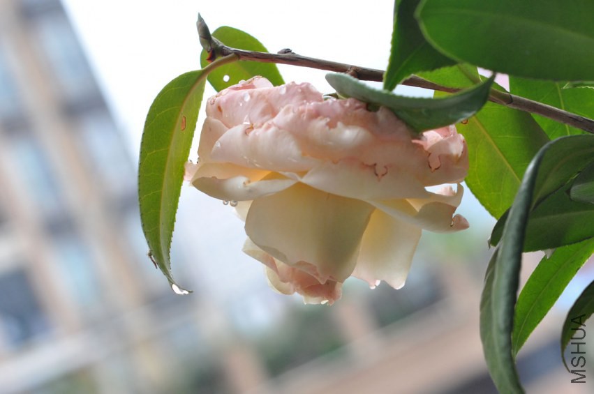DSC_0278.JPG
