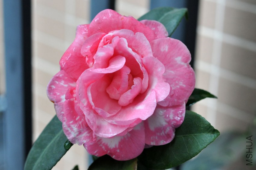 DSC_0288.JPG