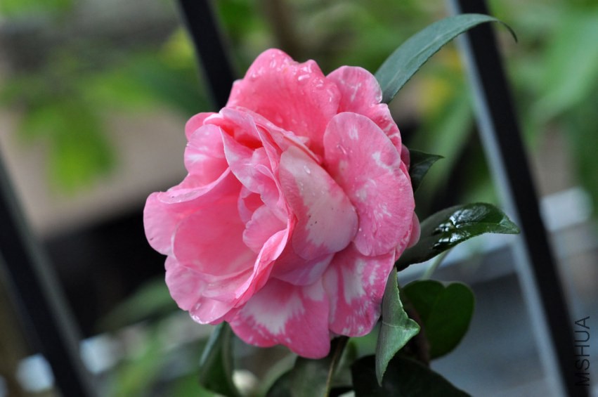 DSC_0289.JPG