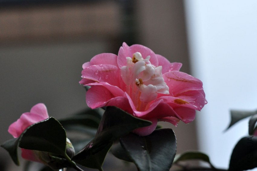DSC_0292.JPG