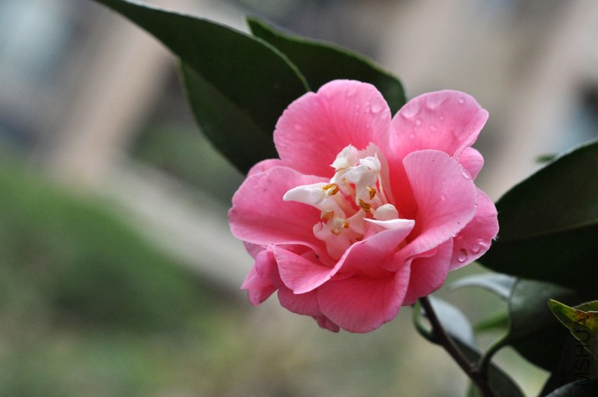 DSC_0293.JPG