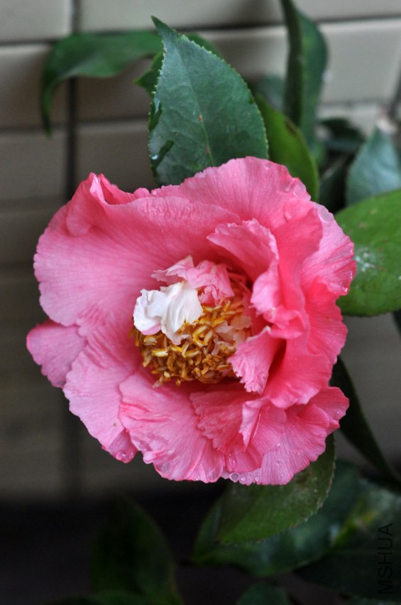 DSC_0297.JPG