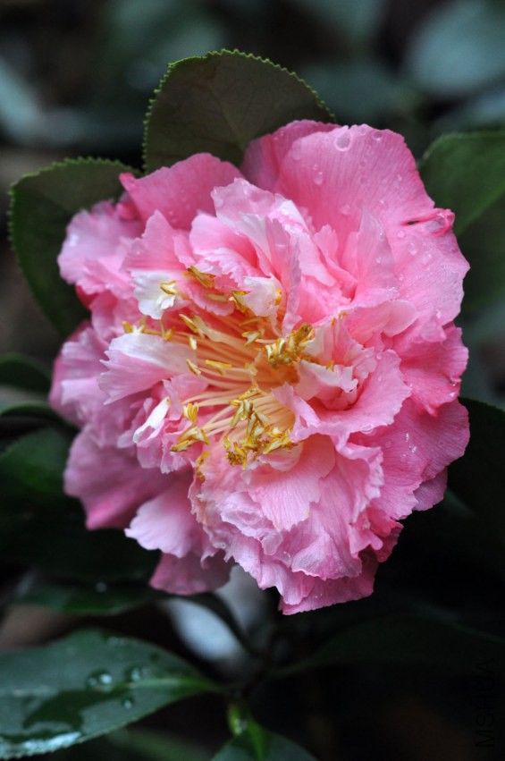 DSC_0301.JPG