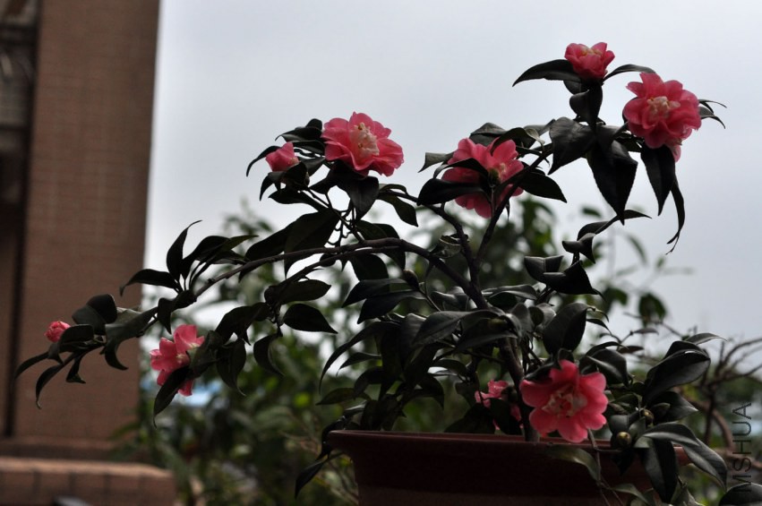 DSC_0304.JPG