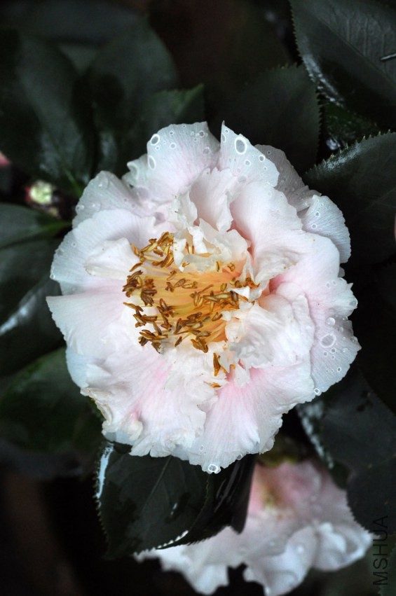 DSC_0305.JPG