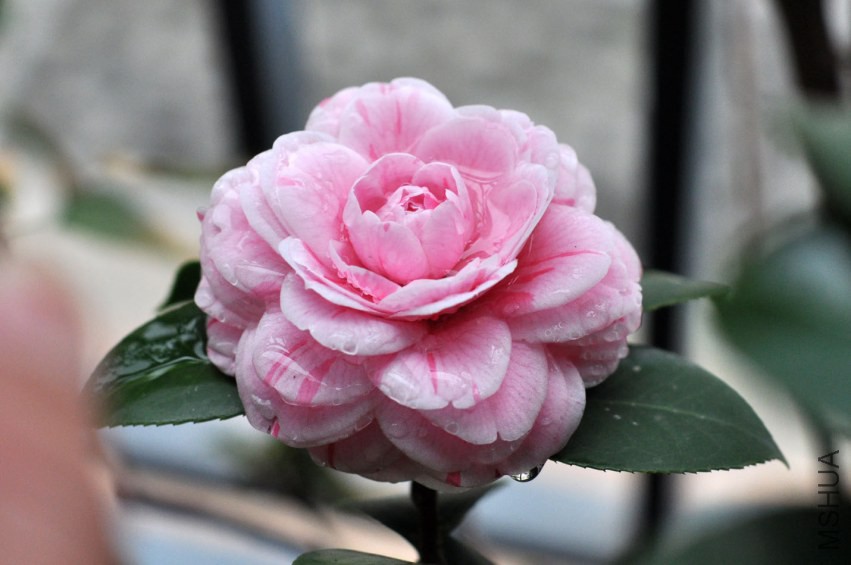 DSC_0316.JPG