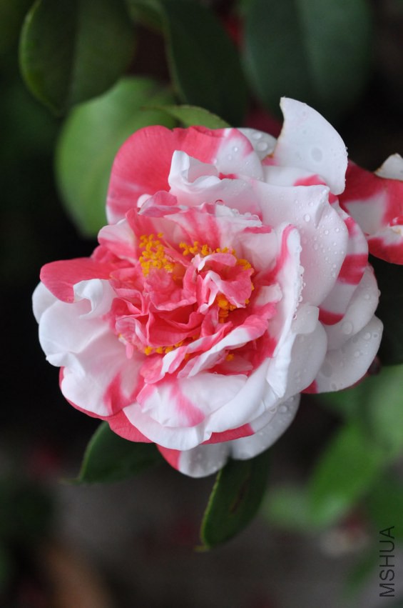 DSC_0317.JPG