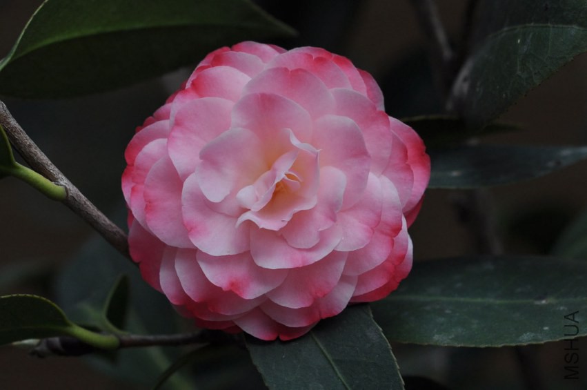 DSC_0334.JPG