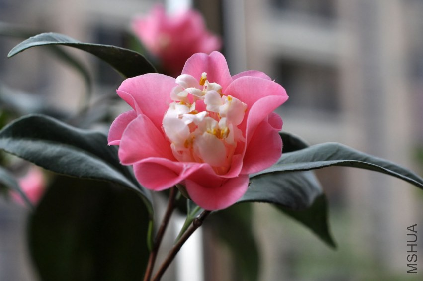 DSC_0340.JPG