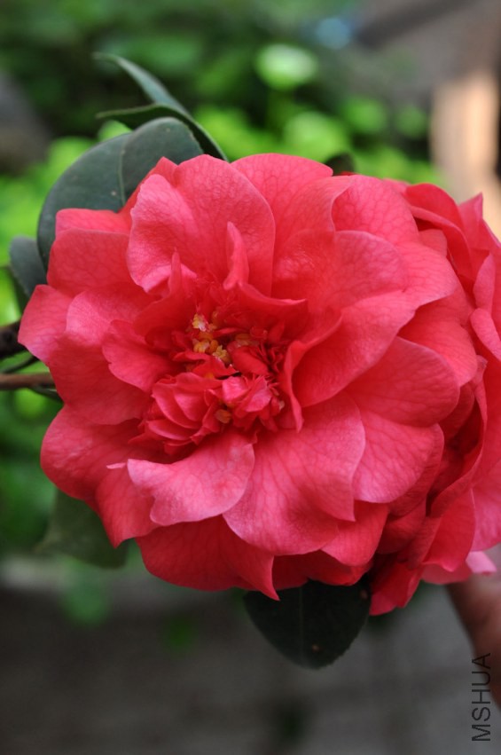 DSC_0477.JPG
