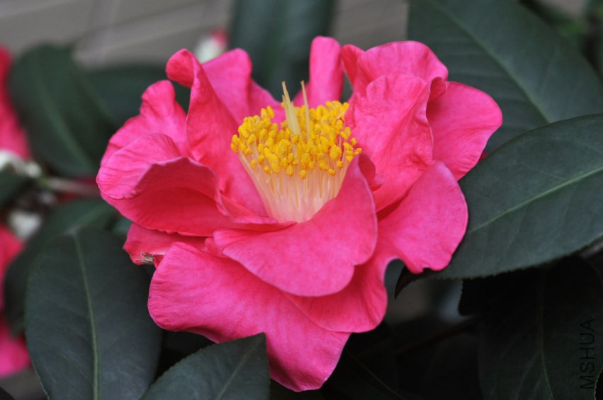 DSC_0487.JPG
