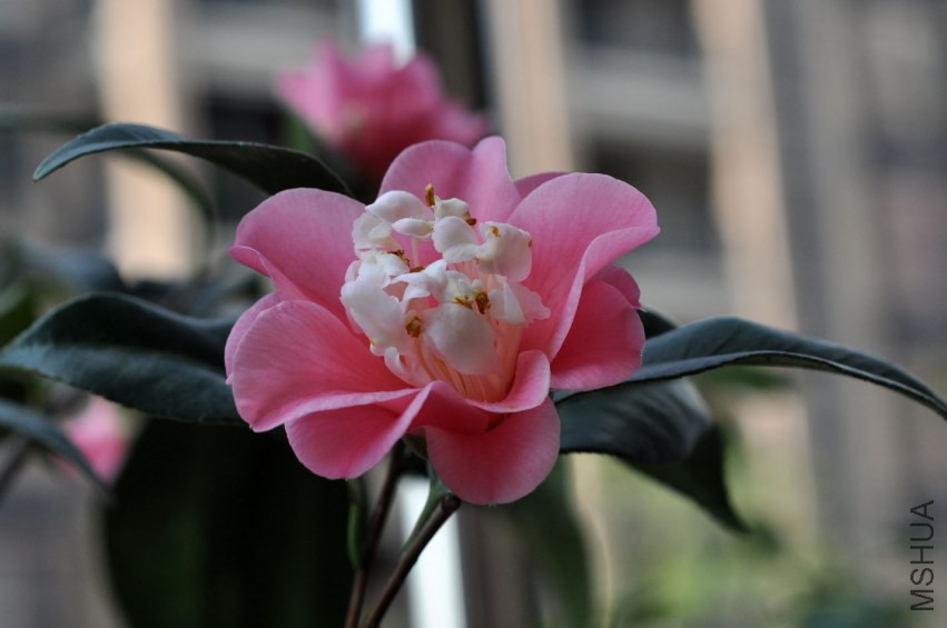 DSC_0489.JPG