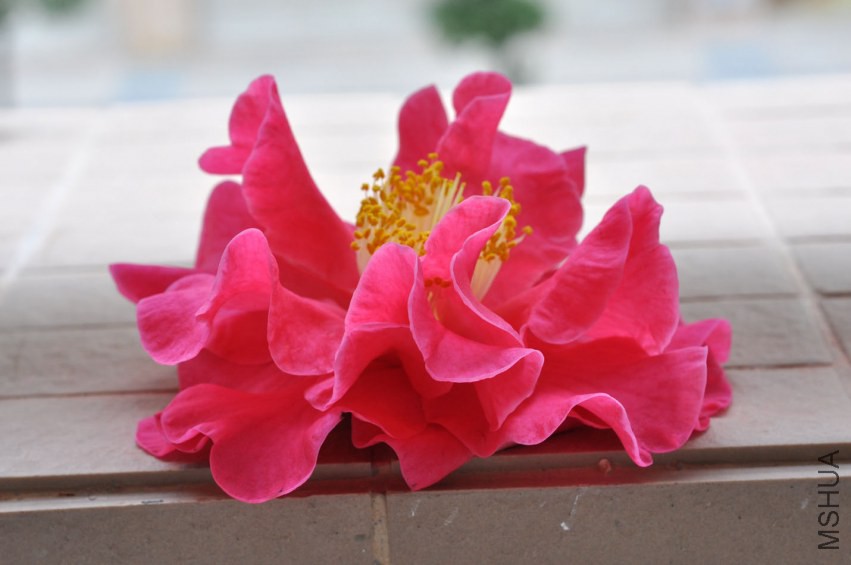 DSC_0515.JPG