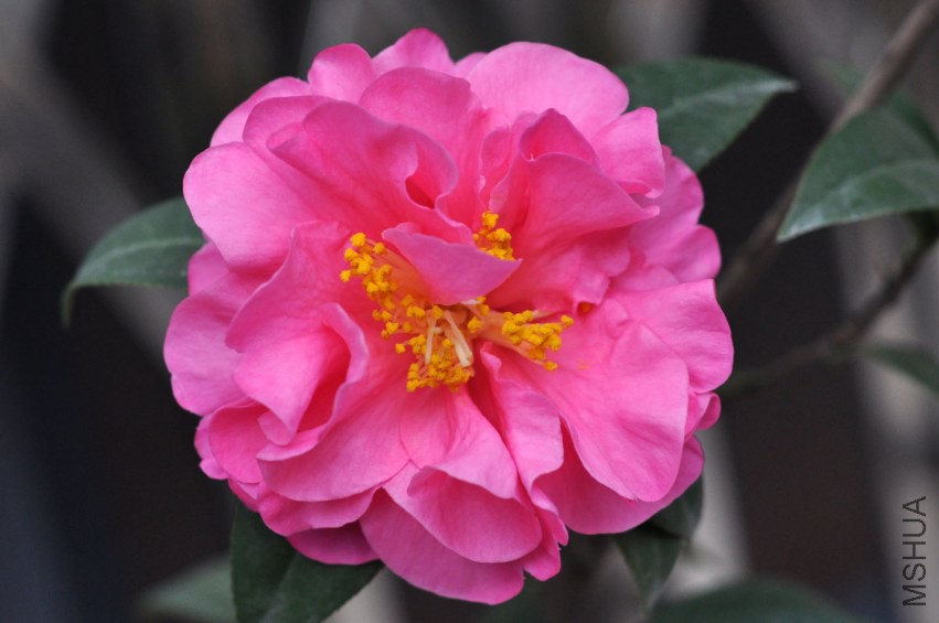 DSC_0516.JPG