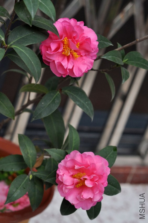 DSC_0518.JPG