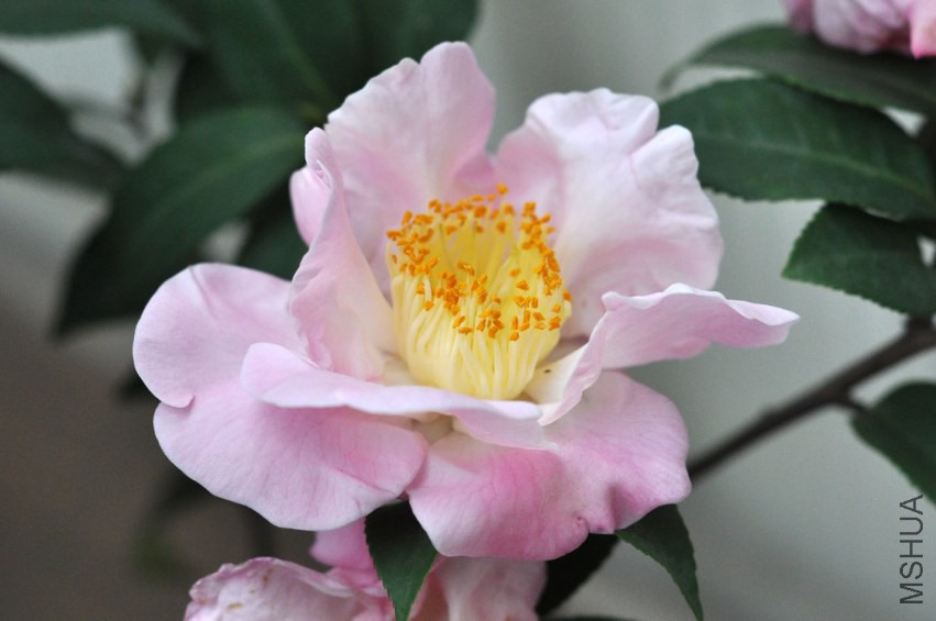 DSC_0531.JPG