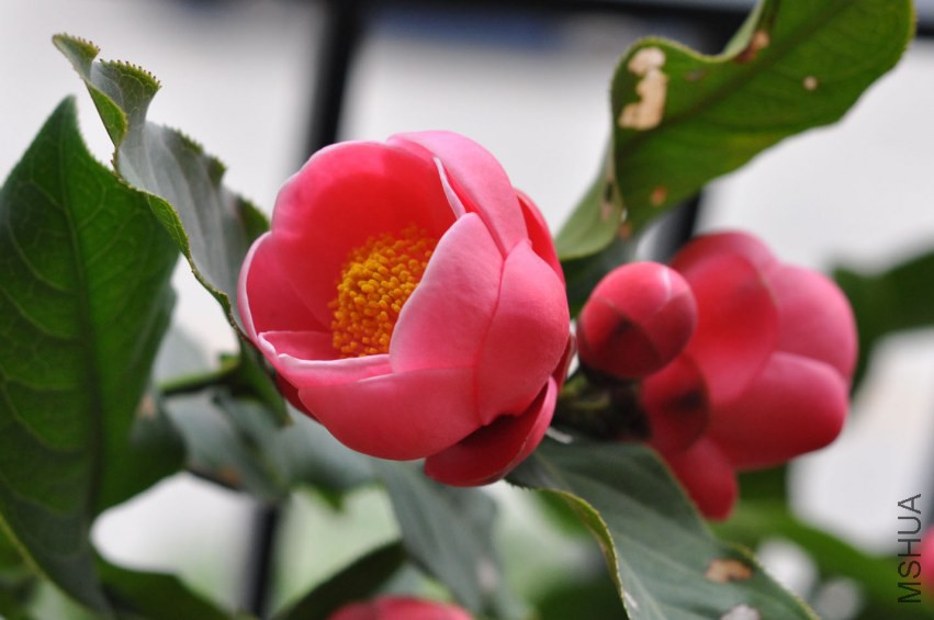 DSC_0535.JPG