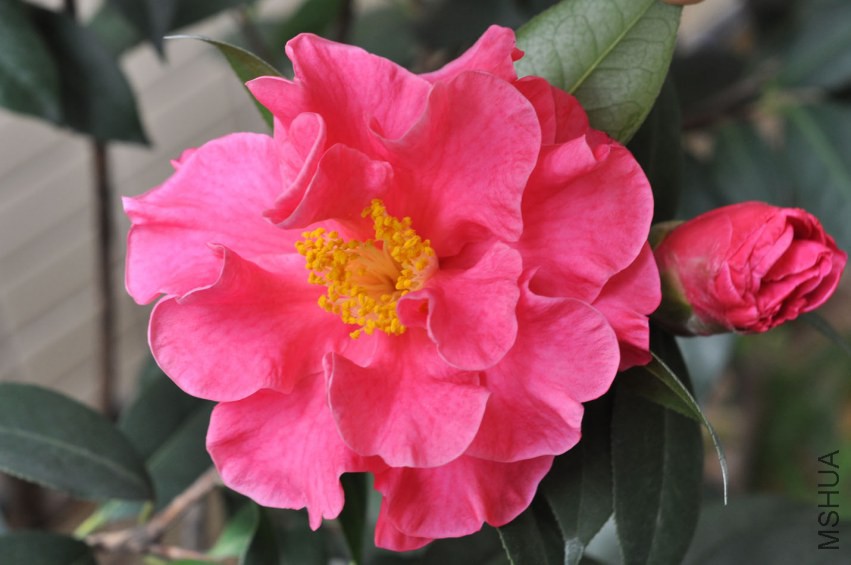 DSC_0549.JPG