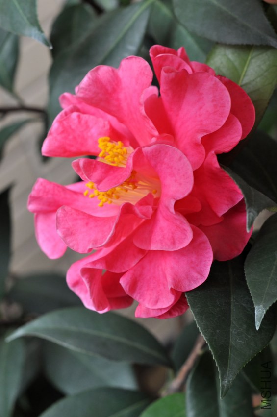 DSC_0550.JPG