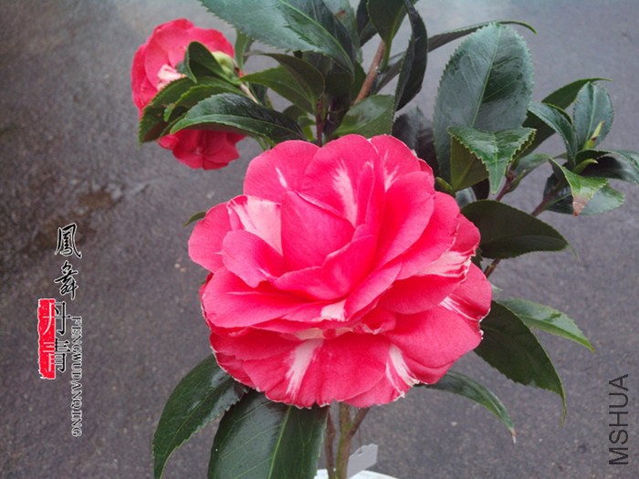 IMG_20150305_102331.jpg