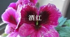 IMG_2292.PNG