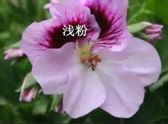 IMG_2294.PNG