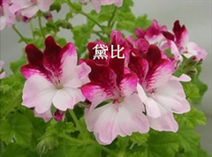 IMG_2295.PNG