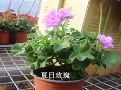 IMG_2296.PNG