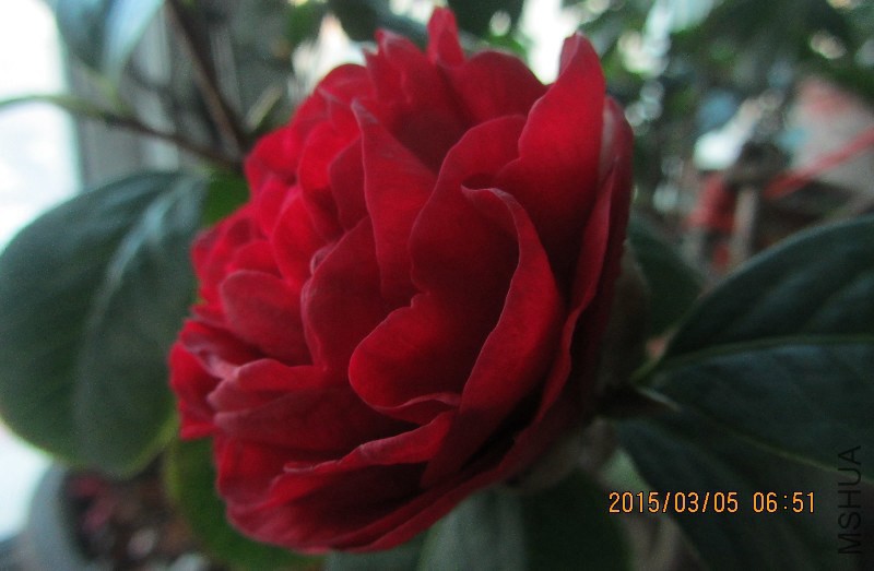 IMG_0009.JPG