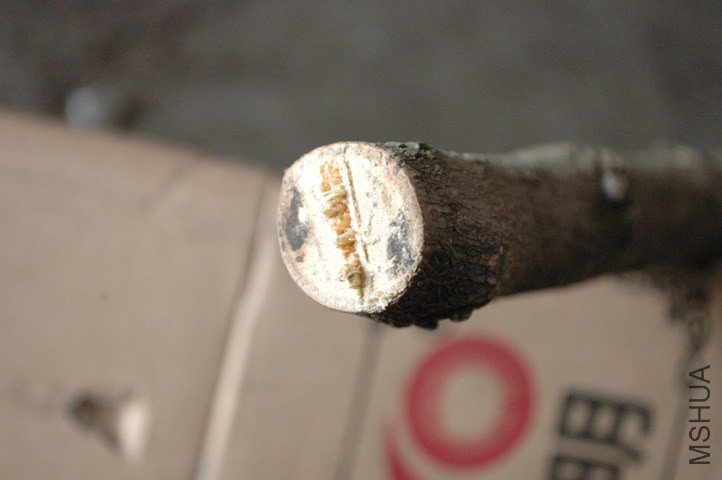 DSC_7737.JPG