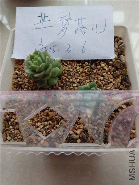 ��ҹ��25Ԫ