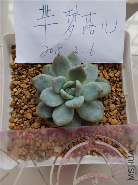 ��¶��ܽ��ѩ����75Ԫ