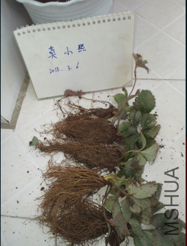 QQ��ͼ20150306193320.png