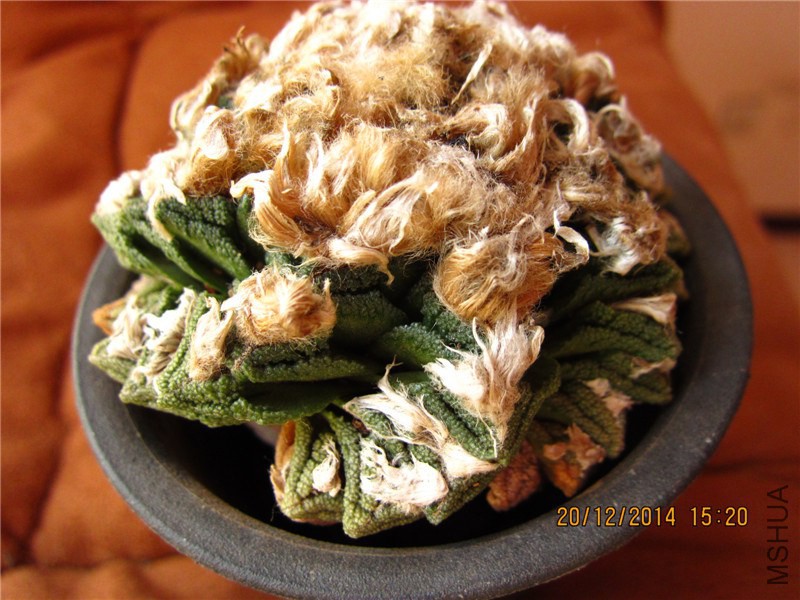 Ariocarpus bravoanus var. hintonii.jpg