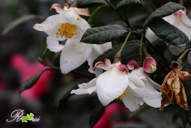 DSC_2236.jpg