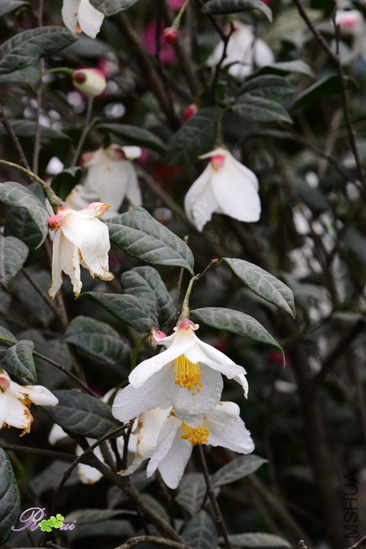 DSC_2239.jpg