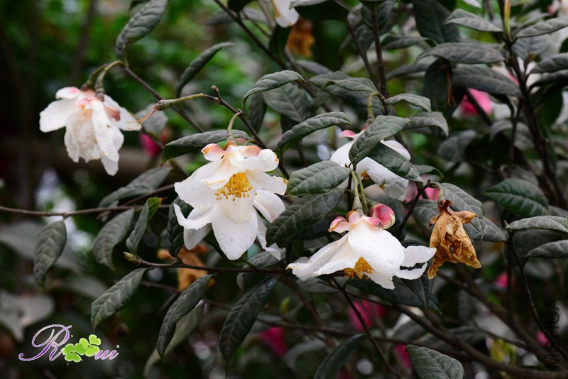DSC_2241.jpg