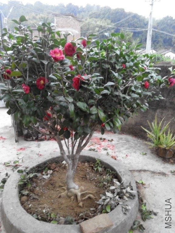 IMG_20150219_182006.jpg