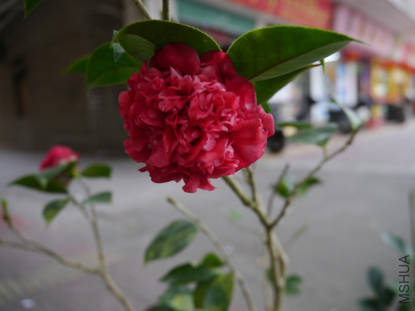 P1020015.jpg