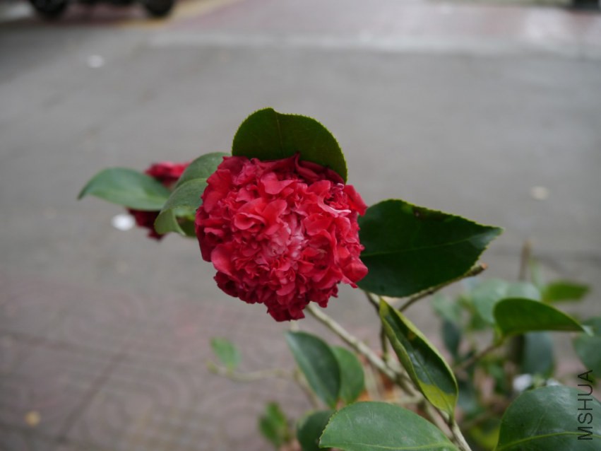P1020050.jpg