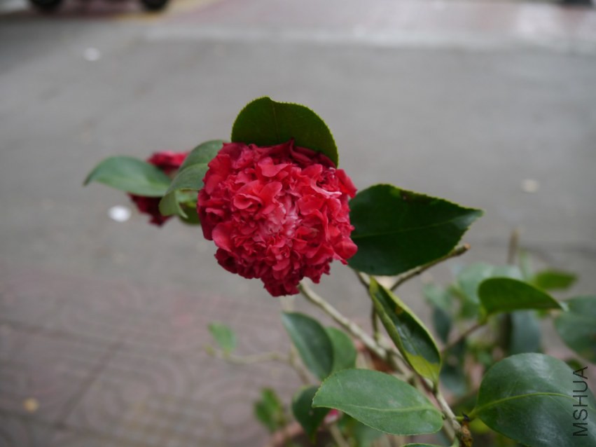 P1020051.jpg