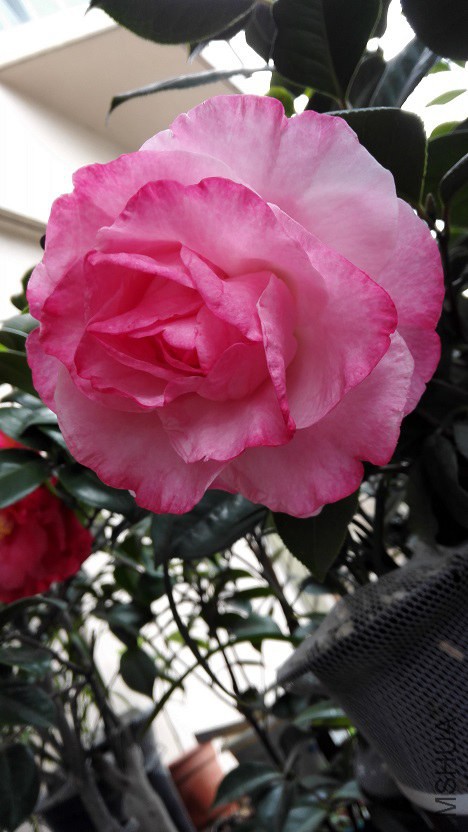 IMG_20150308_103910.jpg