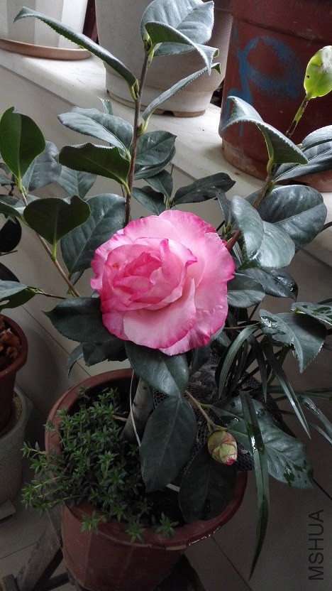IMG_20150308_143043.jpg