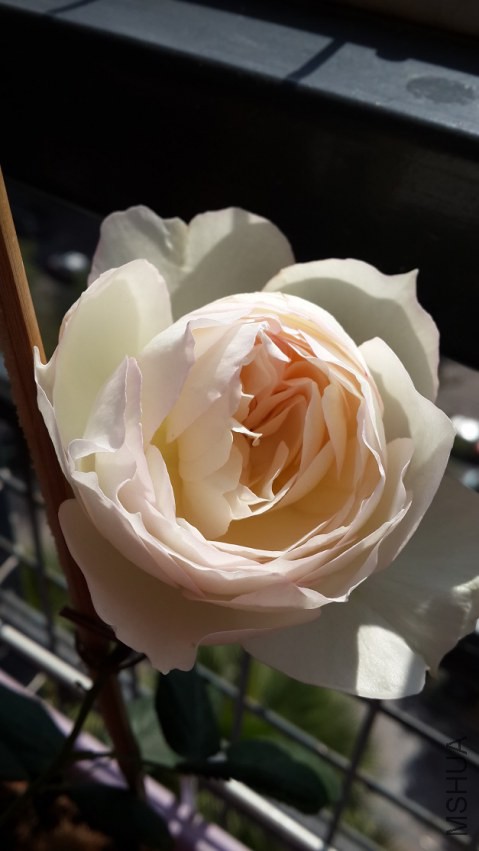 20150115_115704.jpg
