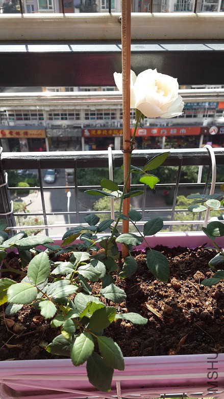 20150115_115747.jpg