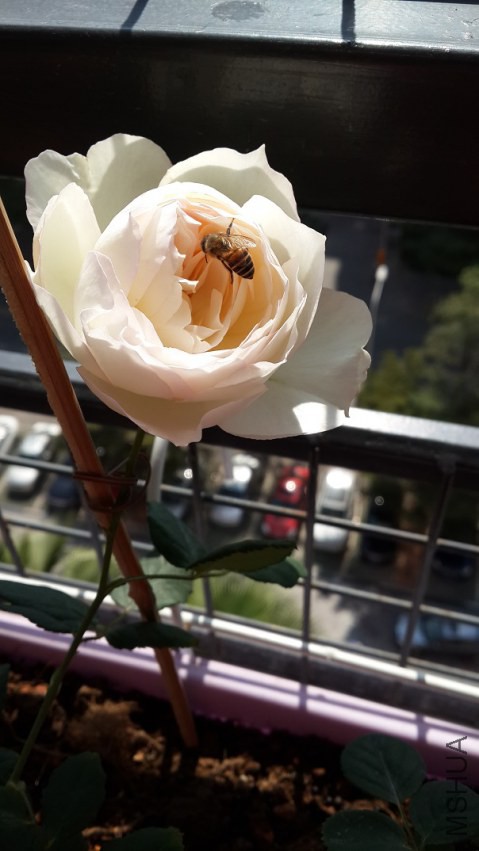 20150115_115831.jpg