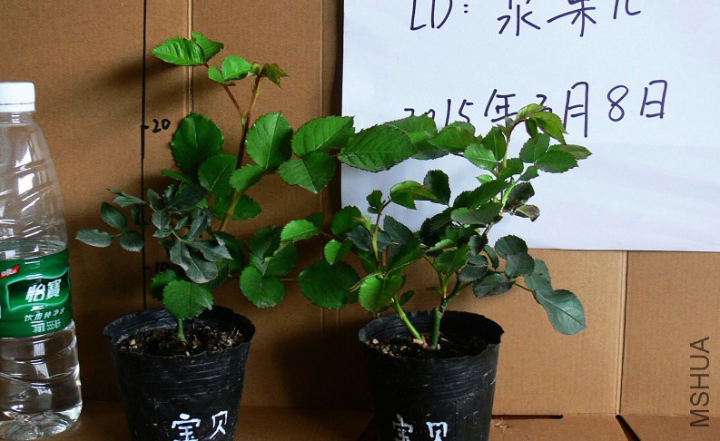P1090836.jpg