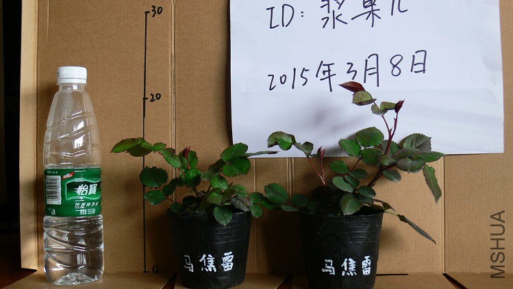 P1090842.jpg
